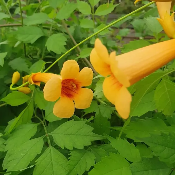 milin-amerykanski-judy-2l-stan-nowy