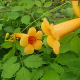 milin-amerykanski-judy-2l-stan-nowy