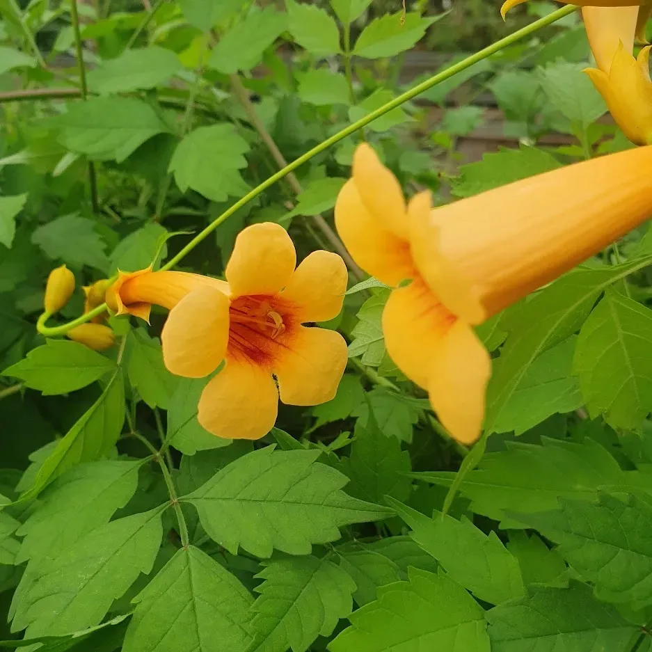 milin-amerykanski-judy-2l-styl-ogrod-srodziemnomorski-ogrod-wiejski-ogrod-skalny-ogrod-nowoczesny-ogrod-japonski