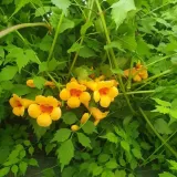 milin-amerykanski-judy-2l-producent-szkolka-pnaczy-marek-wedrowski