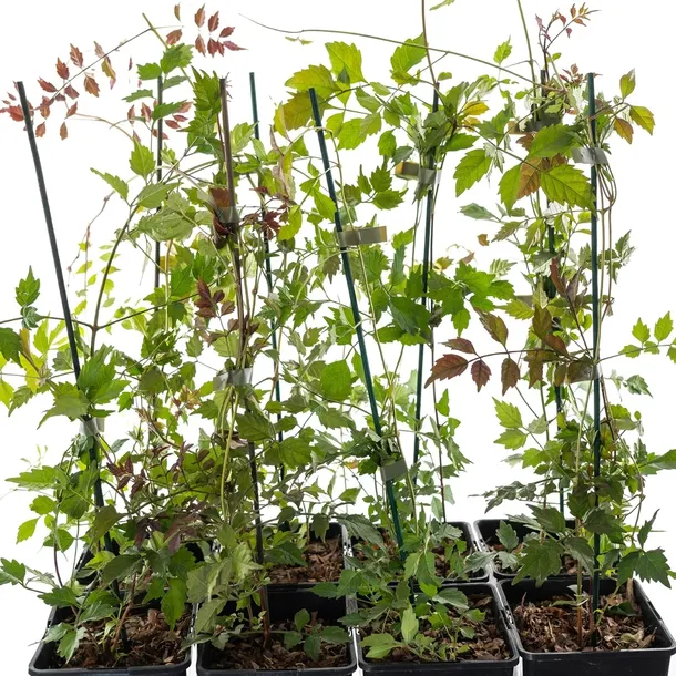 milin-amerykanski-judy-2l-nazwa-lacinska-campsis-radicans