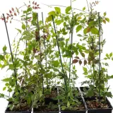 milin-amerykanski-judy-2l-nazwa-lacinska-campsis-radicans