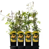 milin-amerykanski-judy-2l-styl-ogrod-srodziemnomorski-ogrod-wiejski-ogrod-skalny-ogrod-nowoczesny-ogrod-japonski-rodzaj-rosliny-inny