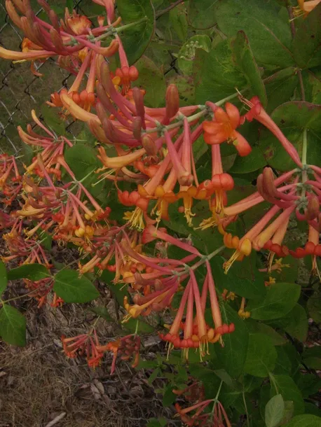 wiciokrzew-tellmana-2l-producent-szkolka-pnaczy-marek-wedrowski