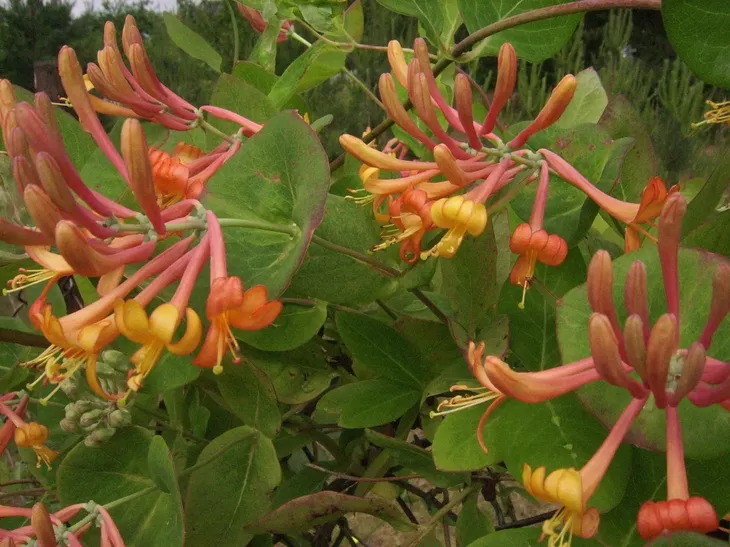 wiciokrzew-tellmana-2l-styl-ogrod-srodziemnomorski-ogrod-wiejski-ogrod-skalny-ogrod-nowoczesny-ogrod-japonski-rodzaj-rosliny-wiciokrzew