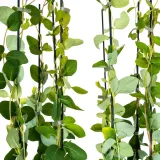 wiciokrzew-tellmana-2l-styl-ogrod-srodziemnomorski-ogrod-wiejski-ogrod-skalny-ogrod-nowoczesny-ogrod-japonski-stan-nowy