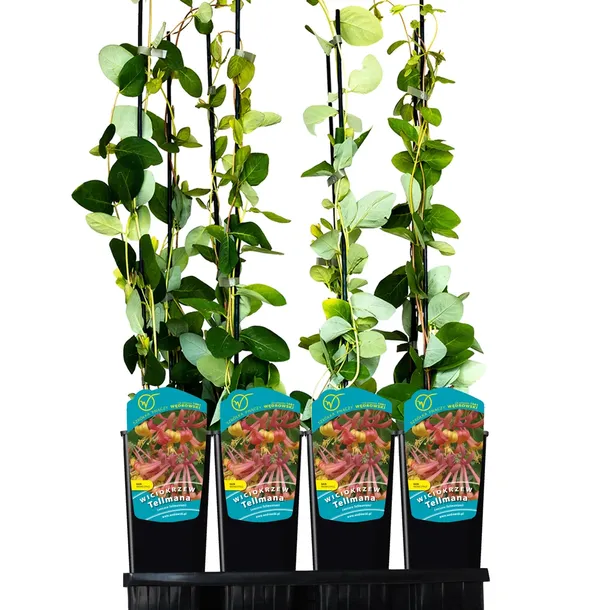 wiciokrzew-tellmana-2l-styl-ogrod-srodziemnomorski-ogrod-wiejski-ogrod-skalny-ogrod-nowoczesny-ogrod-japonski-producent-szkolka-pnaczy-marek-wedrowski