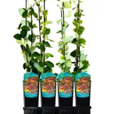 wiciokrzew-tellmana-2l-styl-ogrod-srodziemnomorski-ogrod-wiejski-ogrod-skalny-ogrod-nowoczesny-ogrod-japonski-producent-szkolka-pnaczy-marek-wedrowski