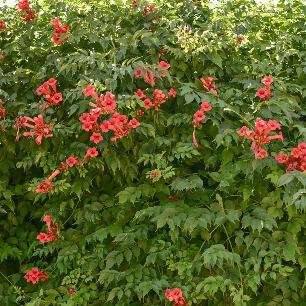 milin-amerykanski-gabor-2l