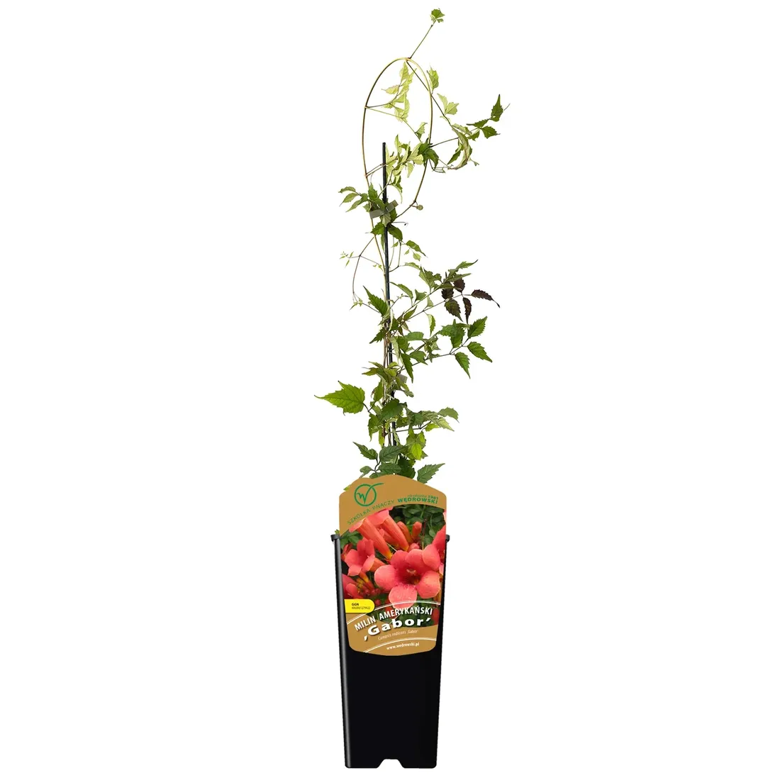 milin-amerykanski-gabor-2l