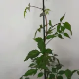 milin-amerykanski-gabor-2l-stan-nowy