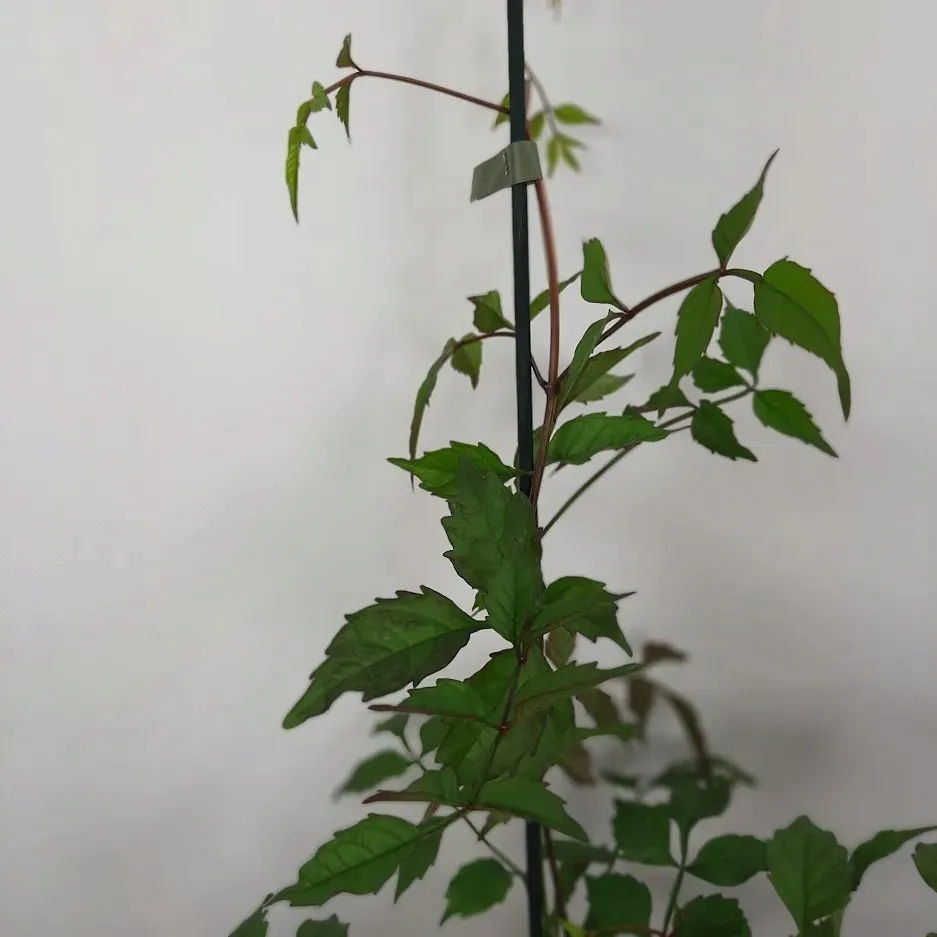 milin-amerykanski-gabor-2l-styl-ogrod-srodziemnomorski-ogrod-wiejski-ogrod-skalny-ogrod-nowoczesny-ogrod-japonski