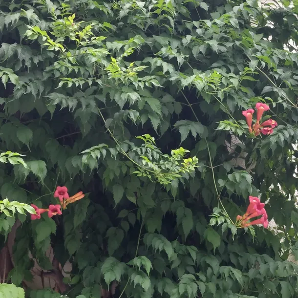 milin-amerykanski-gabor-2l-producent-szkolka-pnaczy-marek-wedrowski