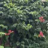 milin-amerykanski-gabor-2l-producent-szkolka-pnaczy-marek-wedrowski