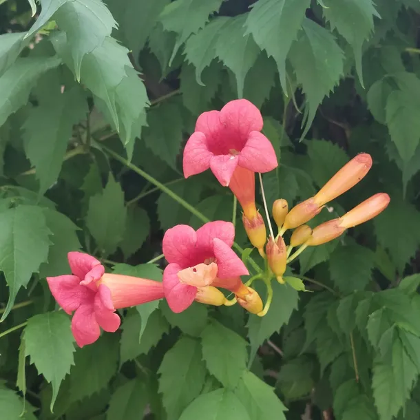 milin-amerykanski-gabor-2l-nazwa-lacinska-campsis-radicans