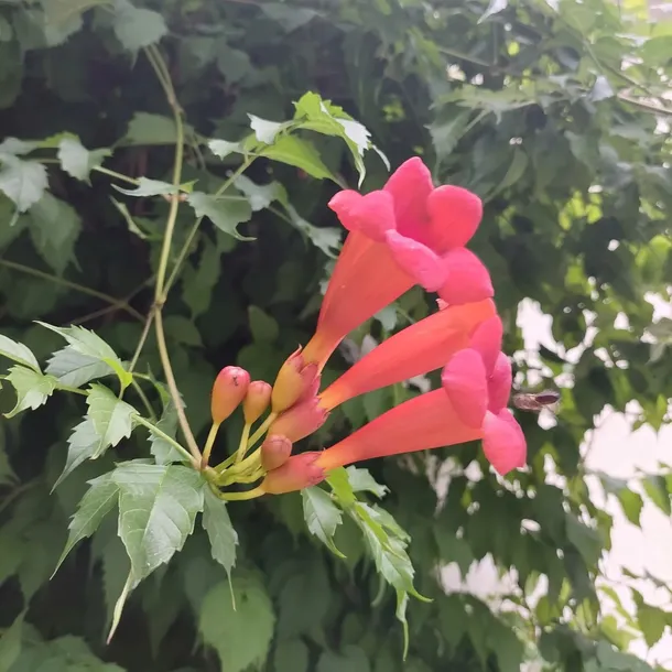 milin-amerykanski-gabor-2l-styl-ogrod-srodziemnomorski-ogrod-wiejski-ogrod-skalny-ogrod-nowoczesny-ogrod-japonski-rodzaj-rosliny-inny