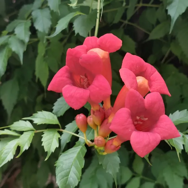 milin-amerykanski-gabor-2l-styl-ogrod-srodziemnomorski-ogrod-wiejski-ogrod-skalny-ogrod-nowoczesny-ogrod-japonski-stan-nowy