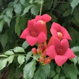 milin-amerykanski-gabor-2l-styl-ogrod-srodziemnomorski-ogrod-wiejski-ogrod-skalny-ogrod-nowoczesny-ogrod-japonski-stan-nowy