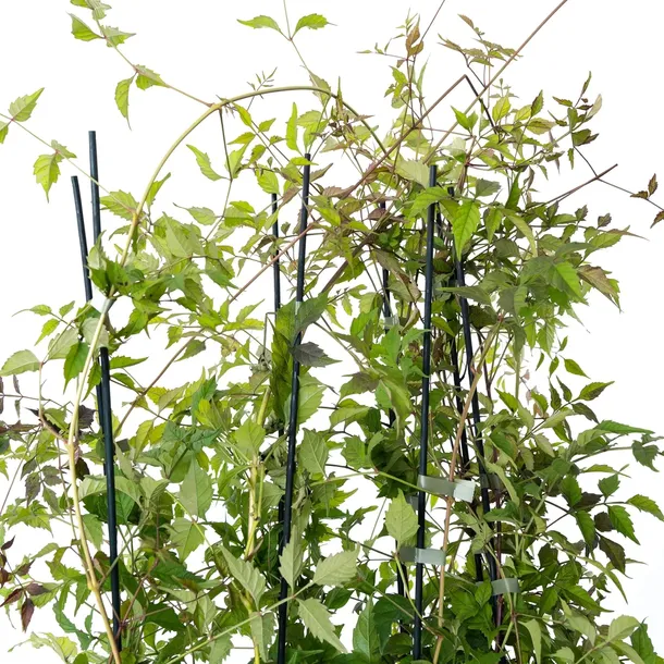 milin-amerykanski-gabor-2l-styl-ogrod-srodziemnomorski-ogrod-wiejski-ogrod-skalny-ogrod-nowoczesny-ogrod-japonski-producent-szkolka-pnaczy-marek-wedrowski