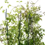 milin-amerykanski-gabor-2l-styl-ogrod-srodziemnomorski-ogrod-wiejski-ogrod-skalny-ogrod-nowoczesny-ogrod-japonski-producent-szkolka-pnaczy-marek-wedrowski