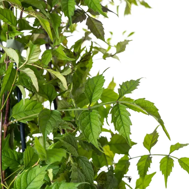 milin-amerykanski-gabor-2l-styl-ogrod-srodziemnomorski-ogrod-wiejski-ogrod-skalny-ogrod-nowoczesny-ogrod-japonski-nazwa-lacinska-campsis-radicans