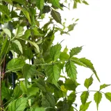 milin-amerykanski-gabor-2l-styl-ogrod-srodziemnomorski-ogrod-wiejski-ogrod-skalny-ogrod-nowoczesny-ogrod-japonski-nazwa-lacinska-campsis-radicans