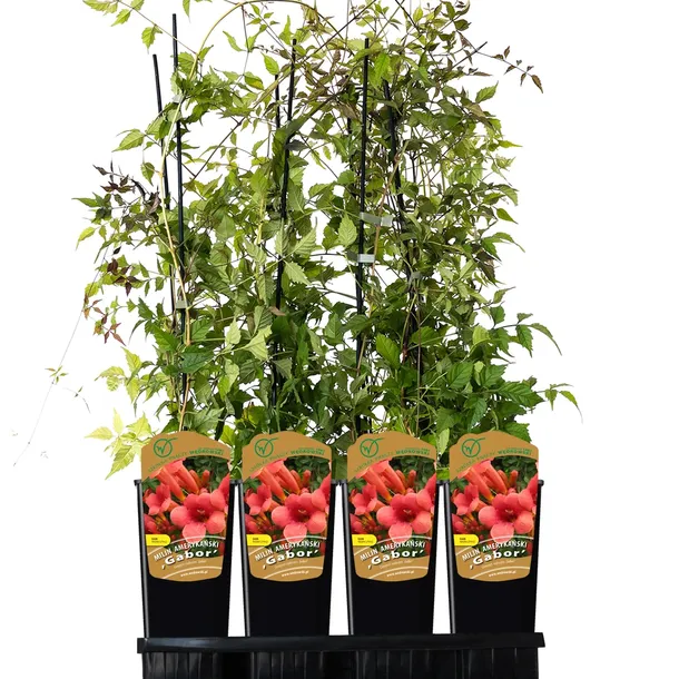 milin-amerykanski-gabor-2l-rodzaj-rosliny-inny-styl-ogrod-srodziemnomorski-ogrod-wiejski-ogrod-skalny-ogrod-nowoczesny-ogrod-japonski