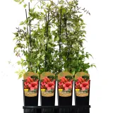 milin-amerykanski-gabor-2l-rodzaj-rosliny-inny-styl-ogrod-srodziemnomorski-ogrod-wiejski-ogrod-skalny-ogrod-nowoczesny-ogrod-japonski