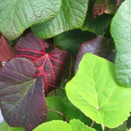 winorosl-japonska-ozdobna-2l