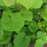 winorosl-japonska-ozdobna-2l-nazwa-lacinska-inna