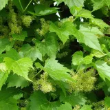 winorosl-pachnaca-tomek-2l