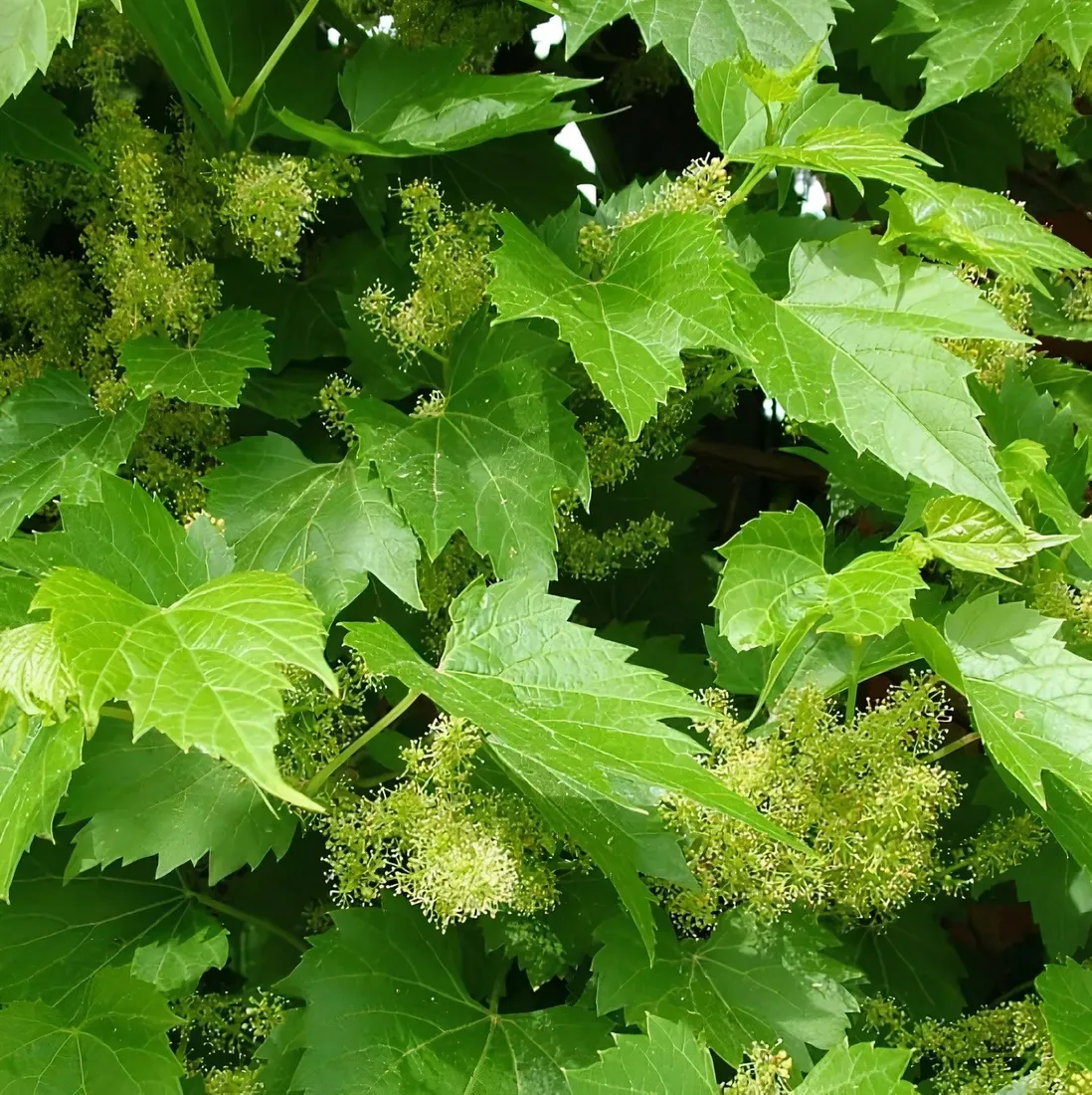 winorosl-pachnaca-tomek-2l