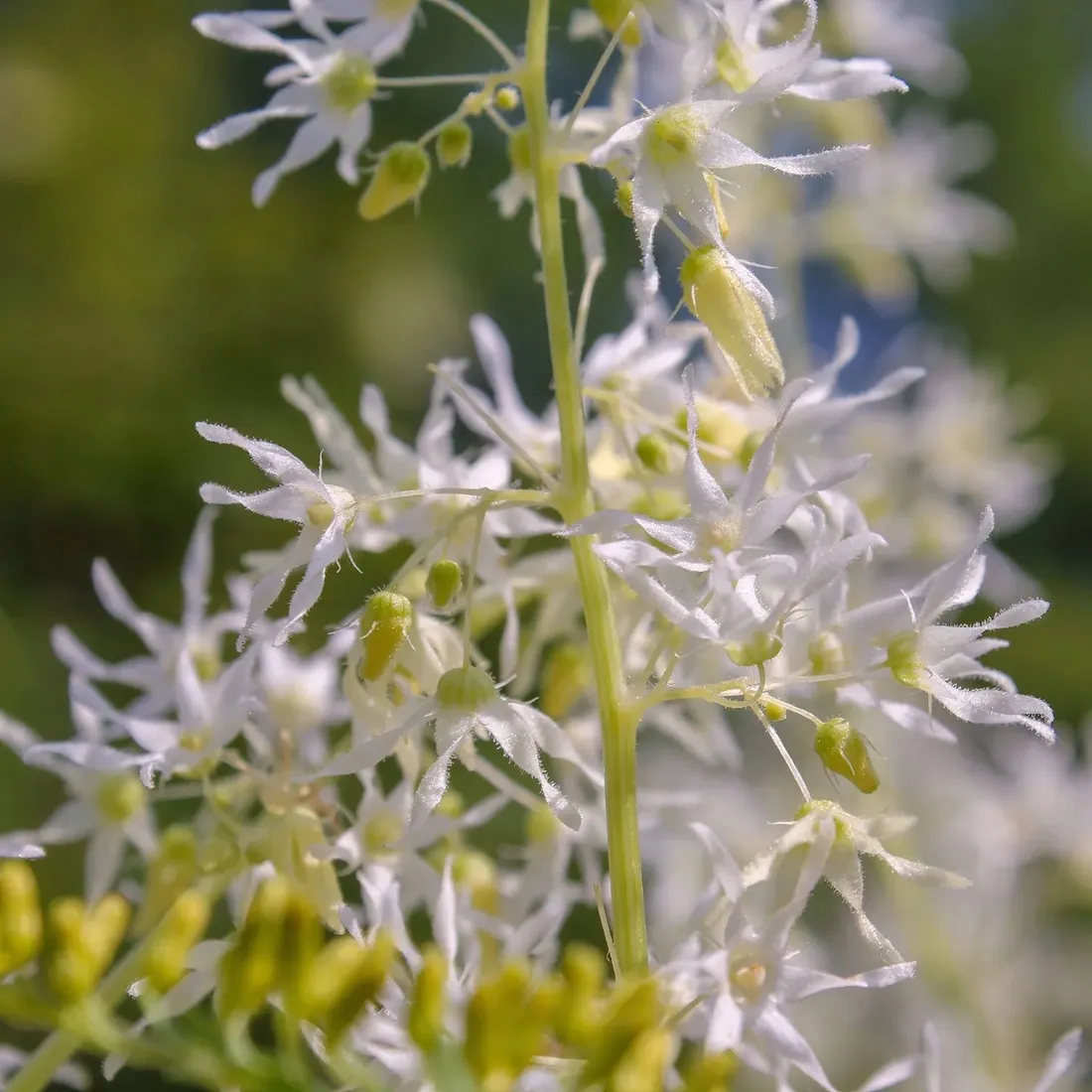 winorosl-pachnaca-tomek-2l