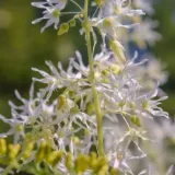 winorosl-pachnaca-ania-2l-styl-ogrod-srodziemnomorski-ogrod-wiejski-ogrod-skalny-ogrod-nowoczesny-ogrod-japonski