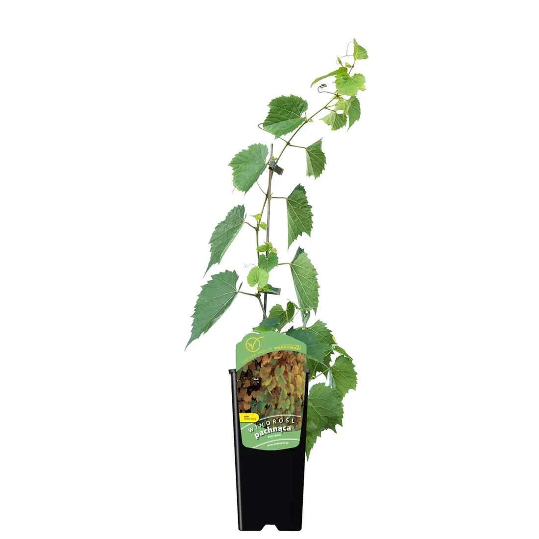 winorosl-pachnaca-2l