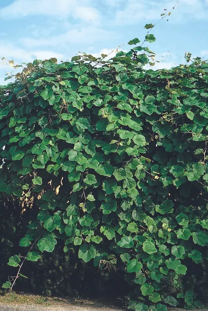 winorosl-pachnaca-2l-nazwa-lacinska-inna