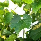 winorosl-pachnaca-2l-styl-ogrod-srodziemnomorski-ogrod-wiejski-ogrod-skalny-ogrod-nowoczesny-ogrod-japonski-rodzaj-rosliny-winorosl-ozdobna