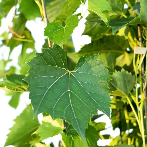 winorosl-pachnaca-2l-styl-ogrod-srodziemnomorski-ogrod-wiejski-ogrod-skalny-ogrod-nowoczesny-ogrod-japonski-stan-nowy