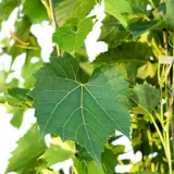 winorosl-pachnaca-2l-styl-ogrod-srodziemnomorski-ogrod-wiejski-ogrod-skalny-ogrod-nowoczesny-ogrod-japonski-stan-nowy