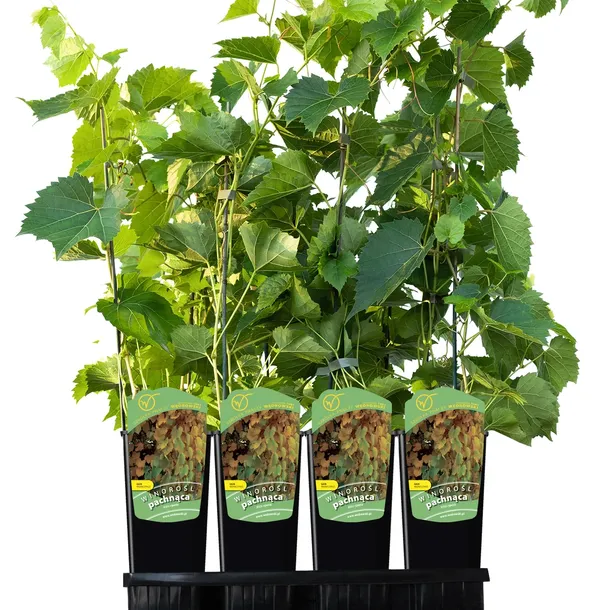 winorosl-pachnaca-2l-styl-ogrod-srodziemnomorski-ogrod-wiejski-ogrod-skalny-ogrod-nowoczesny-ogrod-japonski-producent-szkolka-pnaczy-marek-wedrowski