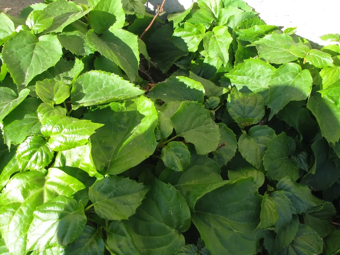 przywarka-japonska-1l