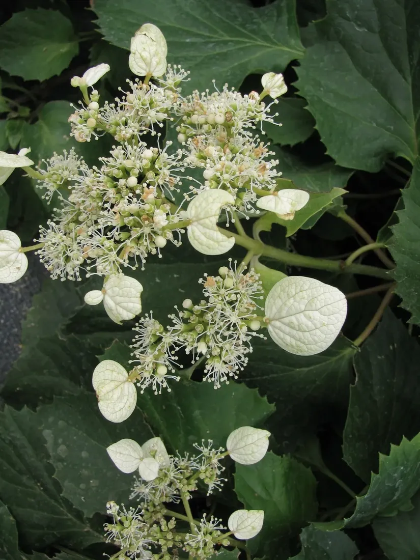 przywarka-japonska-1l