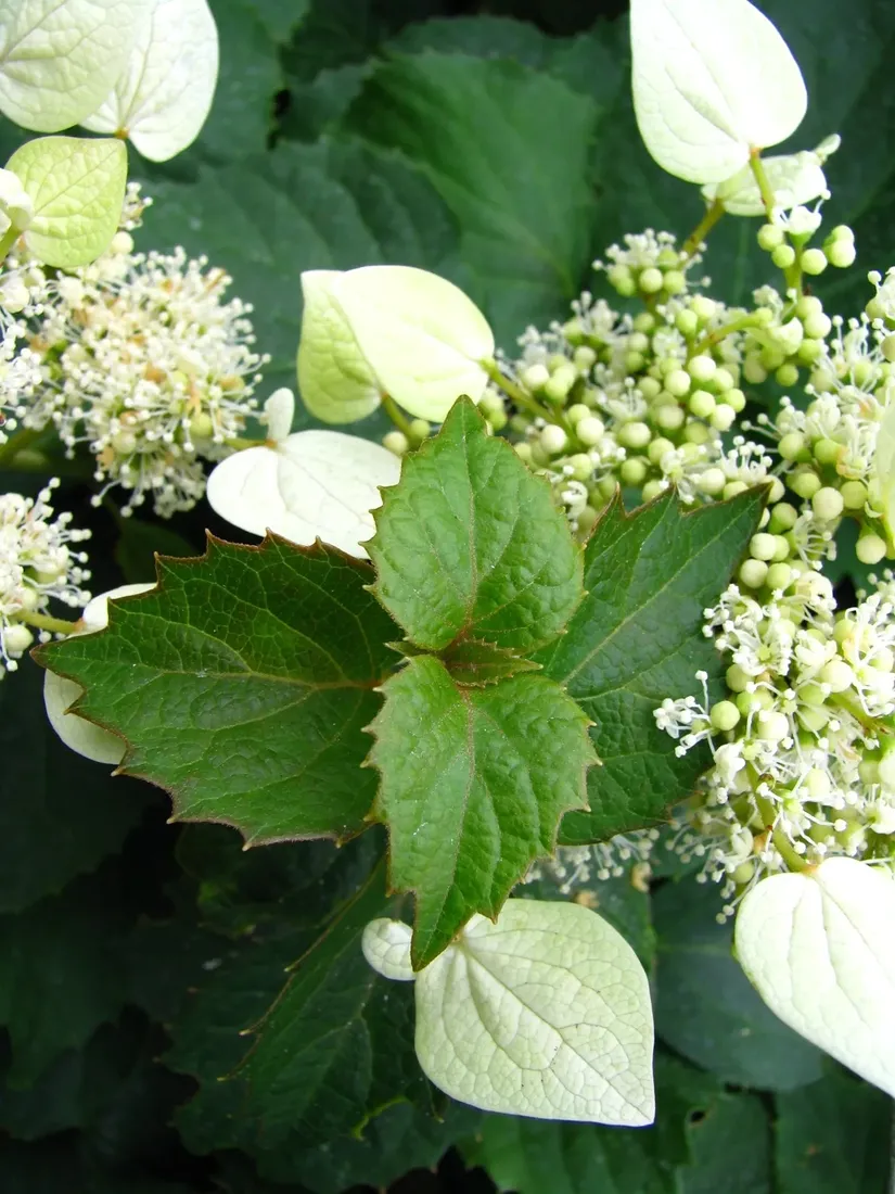 przywarka-japonska-1l-styl-ogrod-srodziemnomorski-ogrod-wiejski-ogrod-skalny-ogrod-nowoczesny-ogrod-japonski