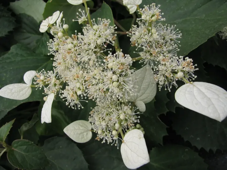 przywarka-japonska-1l-producent-szkolka-pnaczy-marek-wedrowski