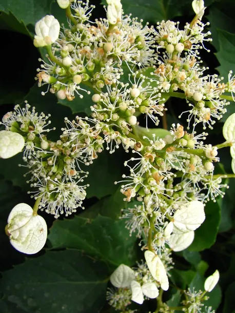 przywarka-japonska-1l-nazwa-lacinska-schizophragma-hydrangeoides