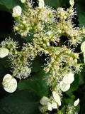 przywarka-japonska-1l-nazwa-lacinska-schizophragma-hydrangeoides