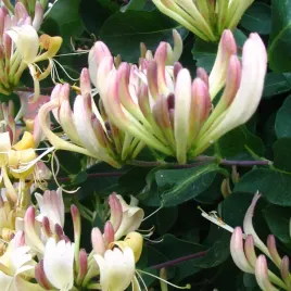 wiciokrzew-przewiercien-2l