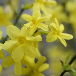 jasmin-nagokwiatowy-1l