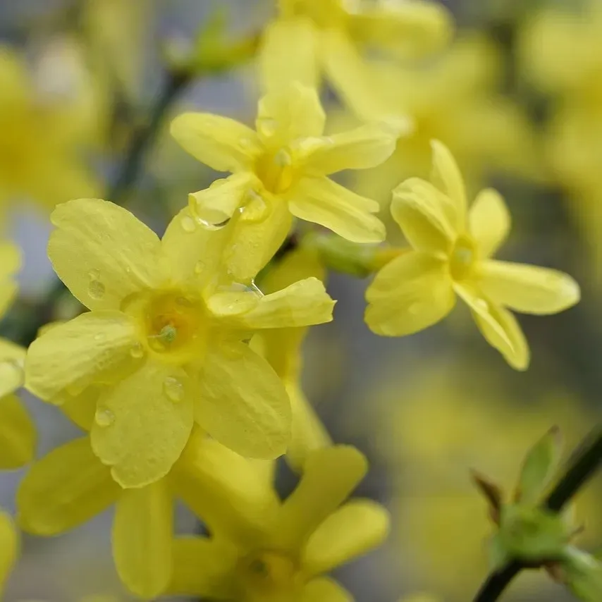 jasmin-nagokwiatowy-1l