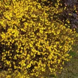 jasmin-nagokwiatowy-1l-styl-ogrod-srodziemnomorski-ogrod-wiejski-ogrod-skalny-ogrod-nowoczesny-ogrod-japonski